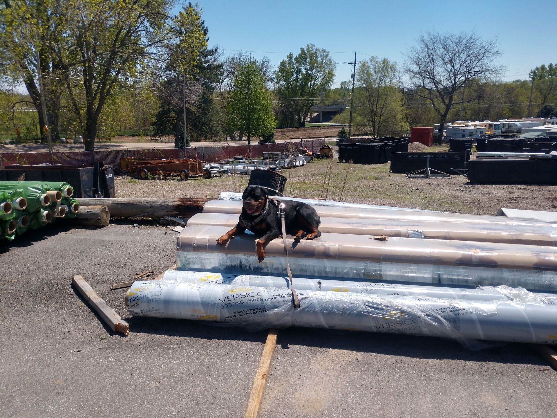 A dog sitting on a stack of long, wrapped pipes in an outdoor industrial storage yard.
