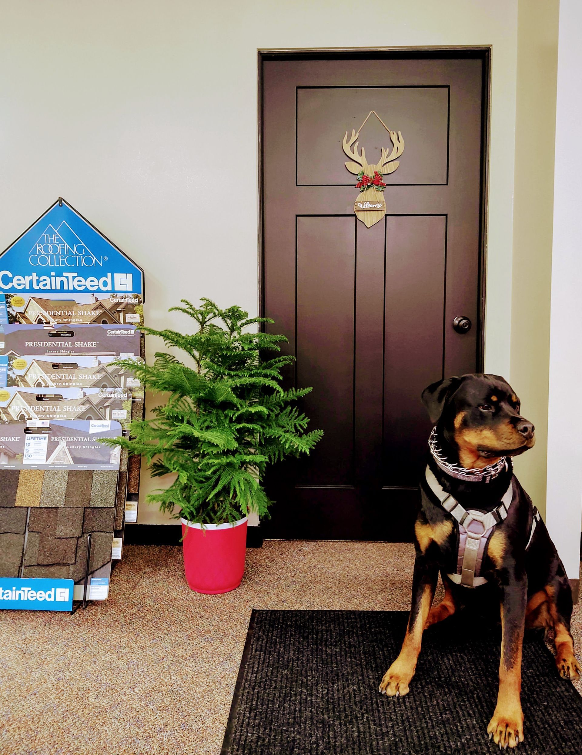 A Rottweiler sits on a black mat next to a small potted pine tree and a display of roof shingles by a dark door.