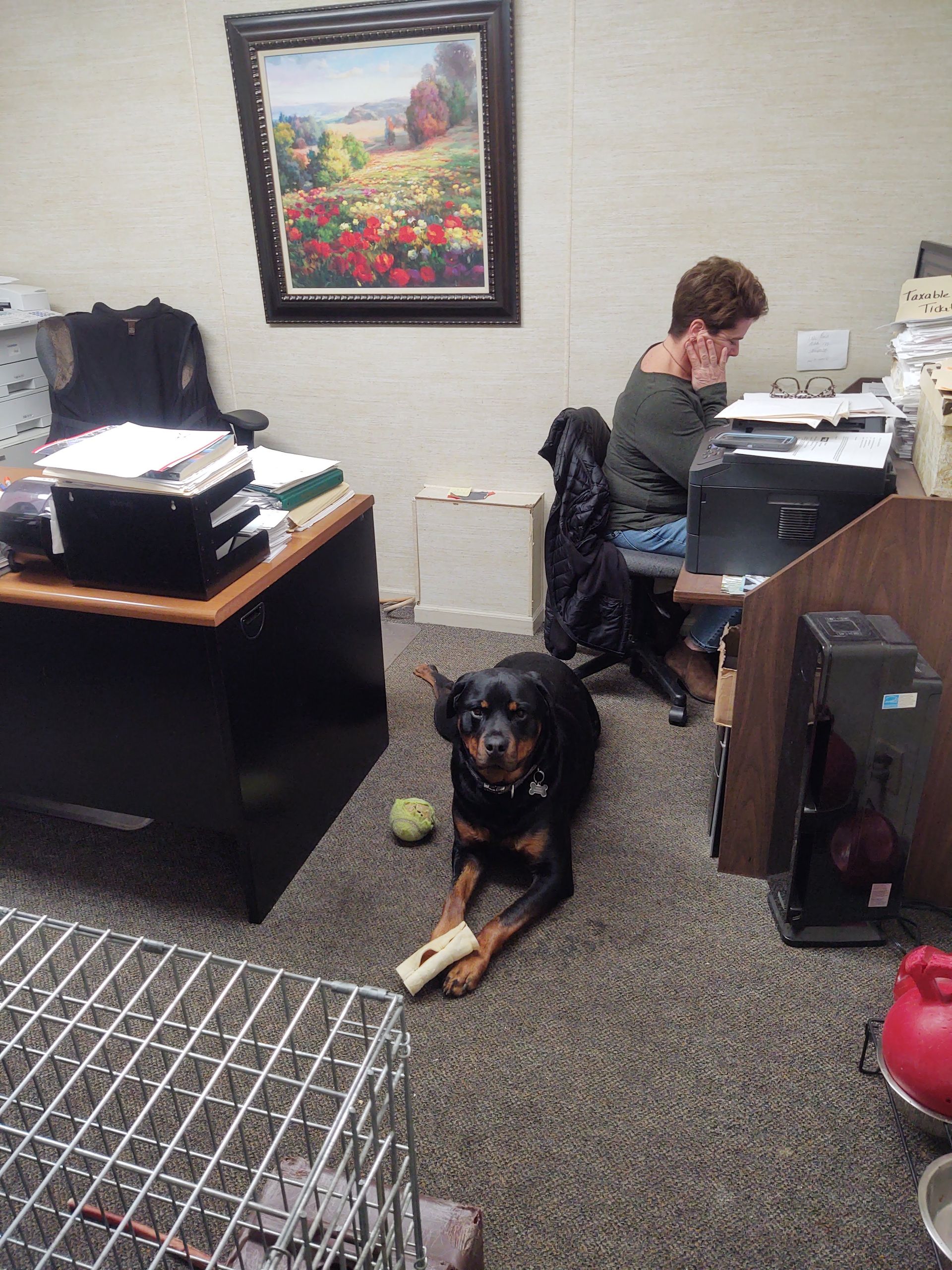 A black-and-tan dog lies on an office carpet chewing a bone, while a person works at a desk nearby.