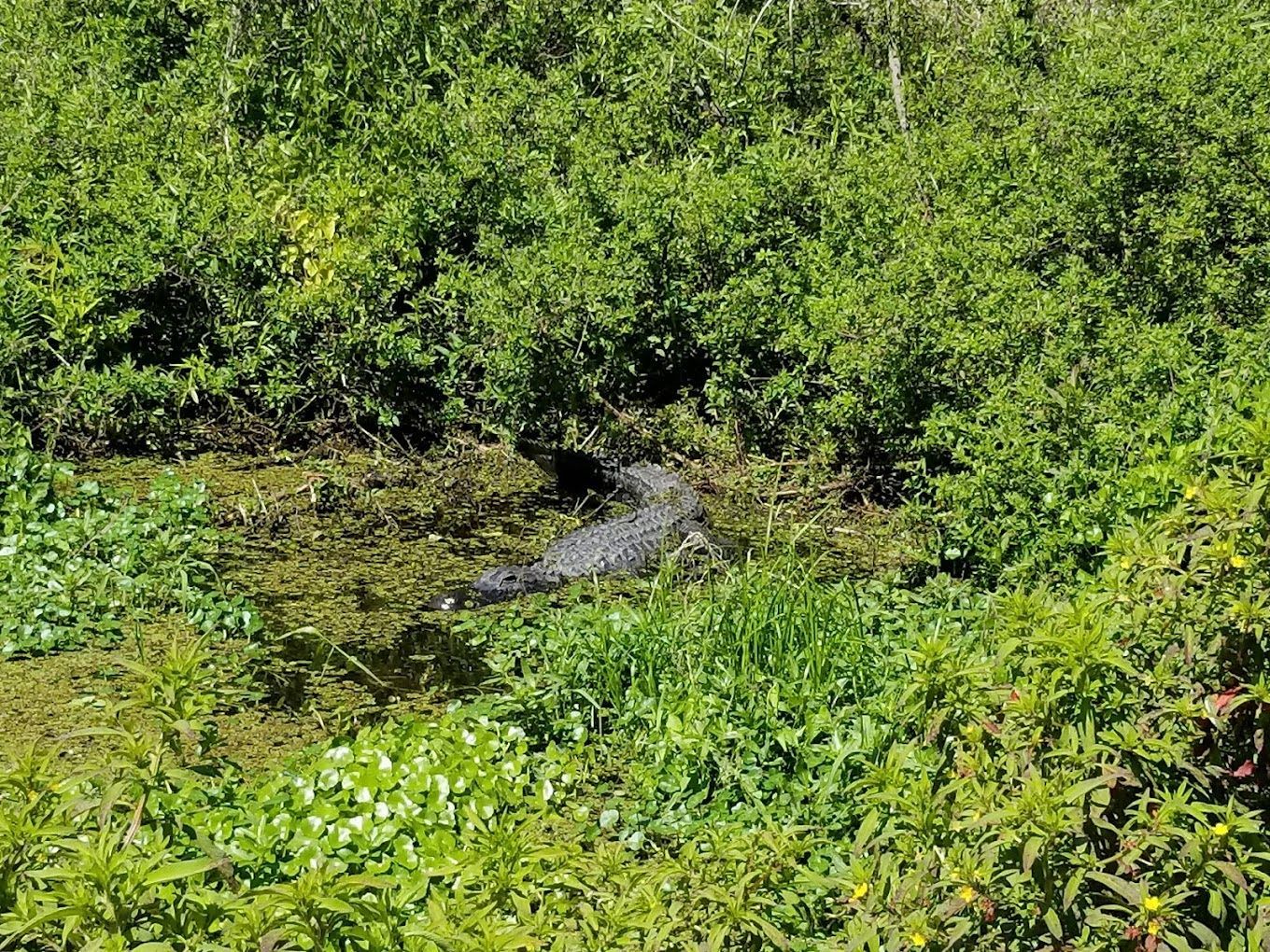 A large alligator is swimming in a swamp surrounded by trees.
