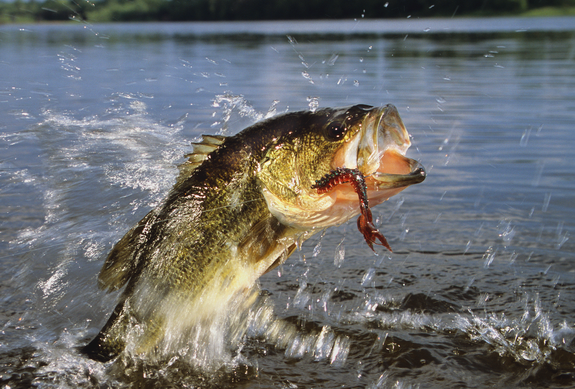 A large fish is jumping out of the water with a worm in its mouth