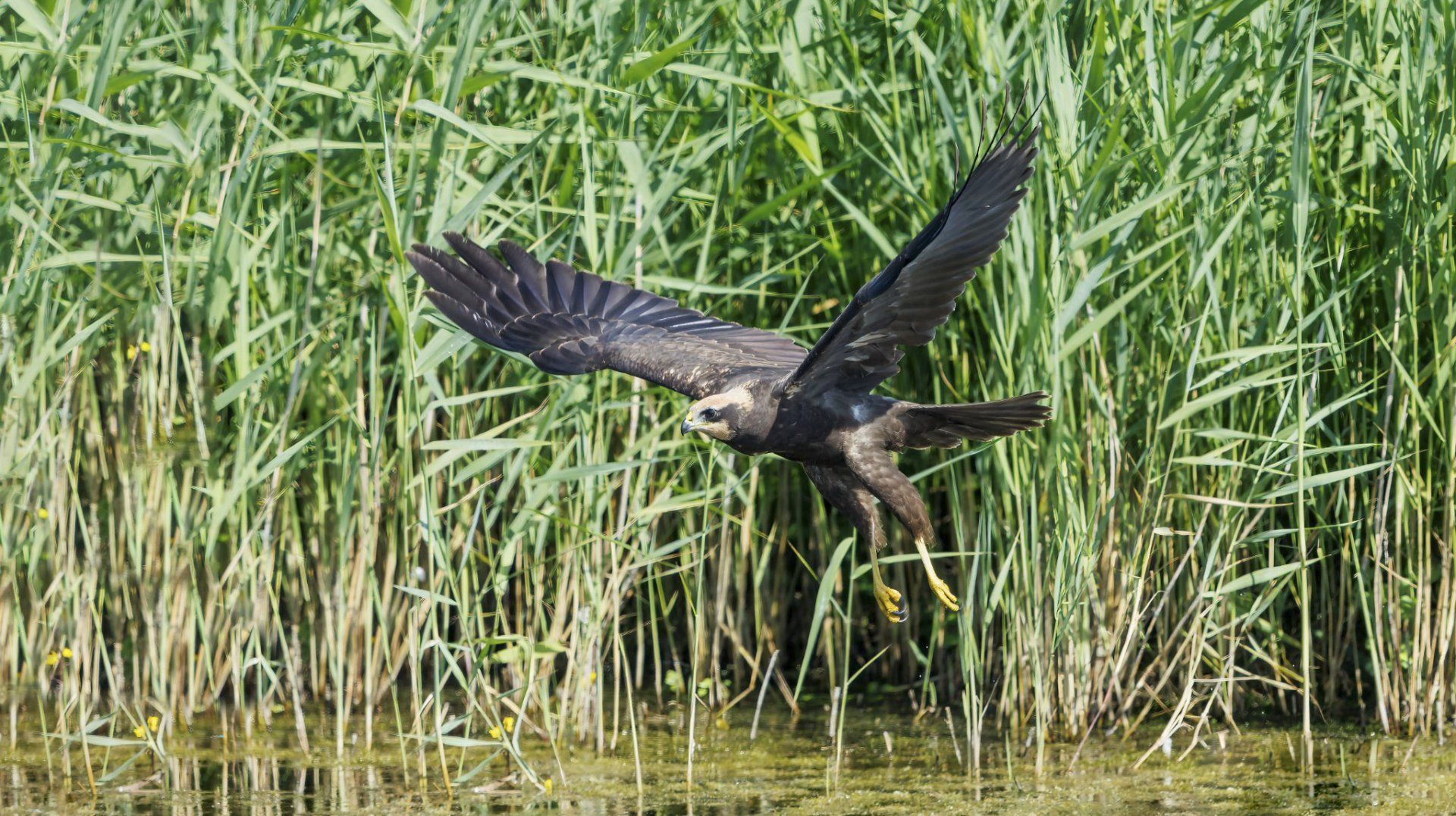 Marsh Harrier