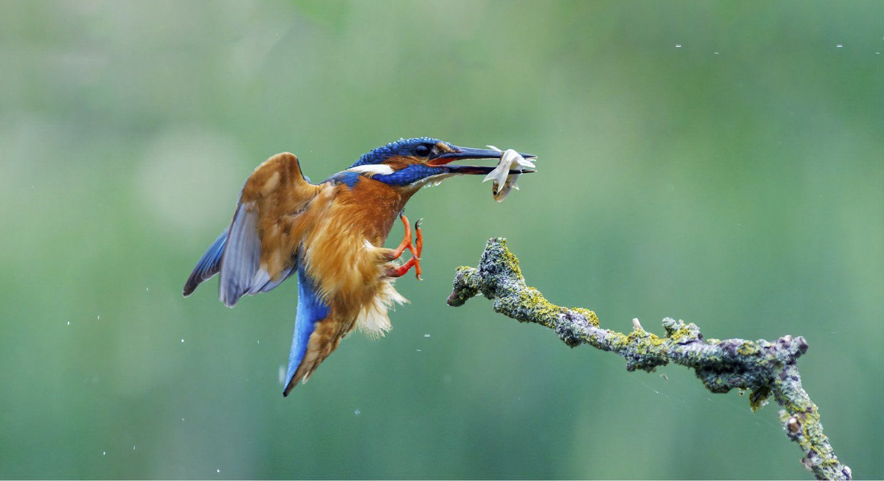 Kingfisher