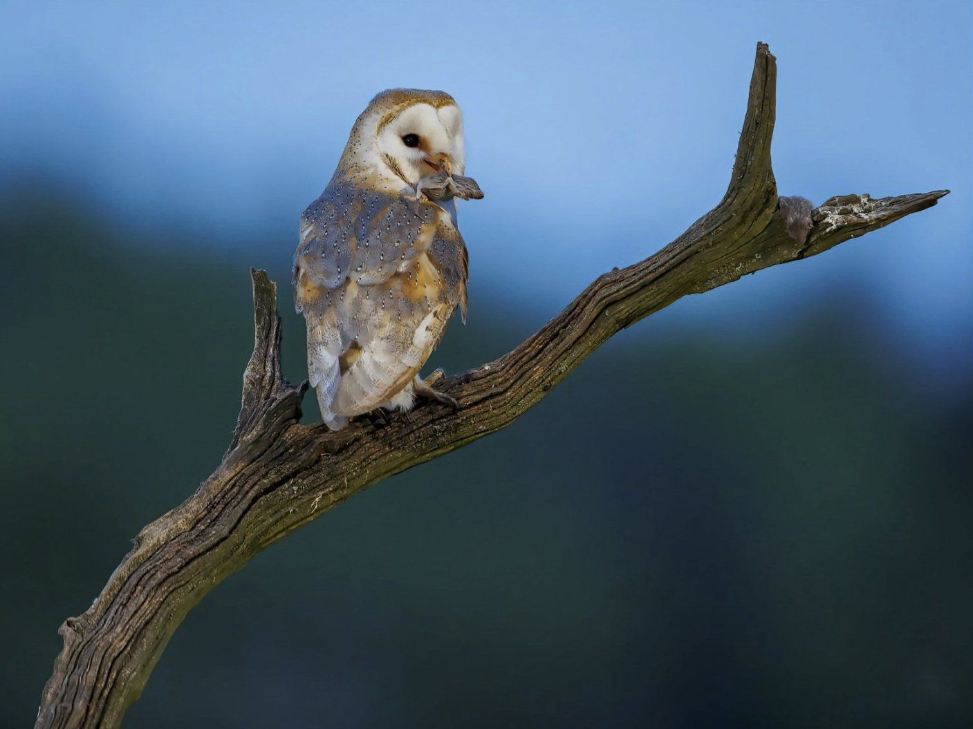 Barn Owl