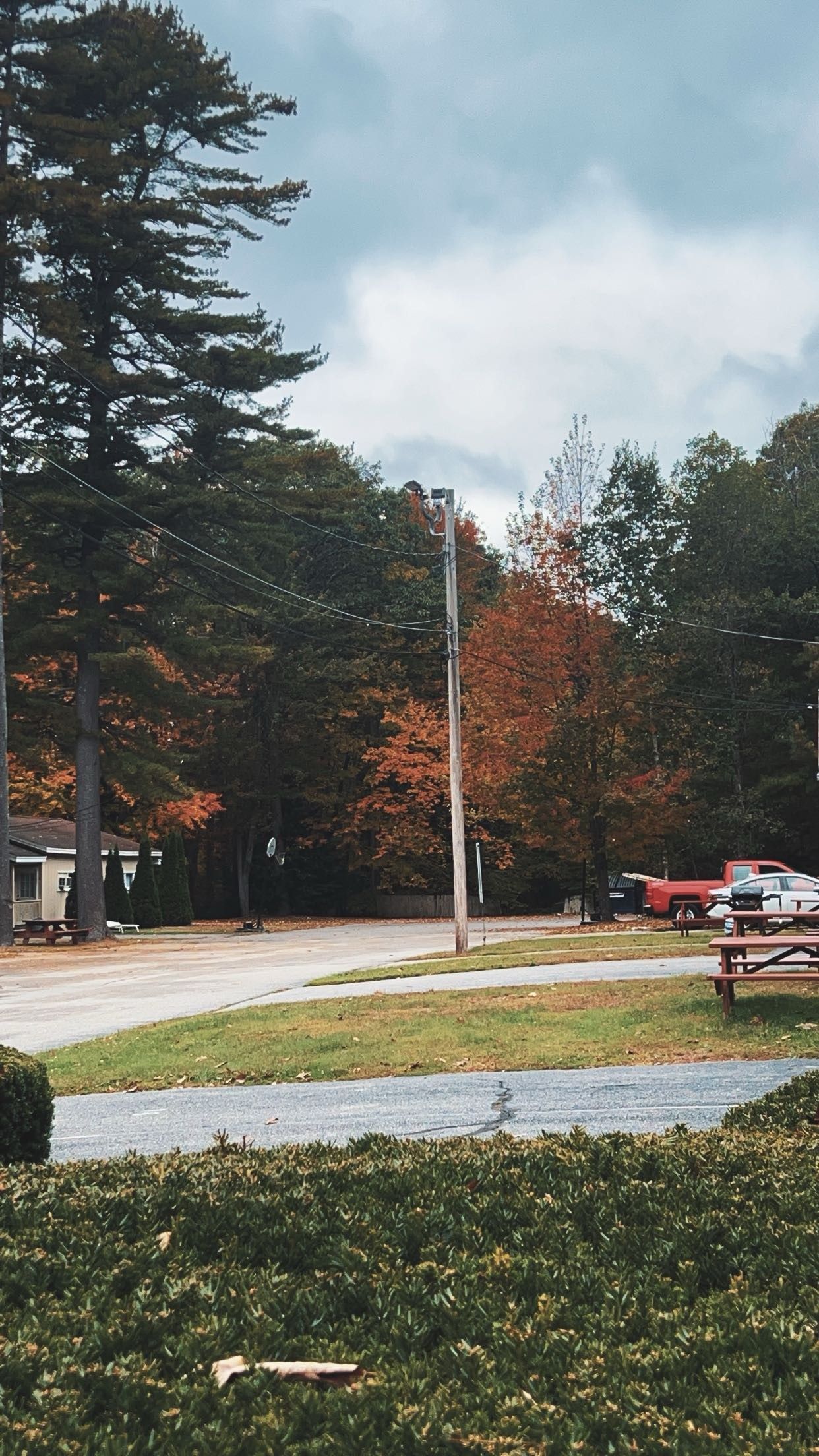 There are a lot of trees in the background and a picnic table in the foreground.