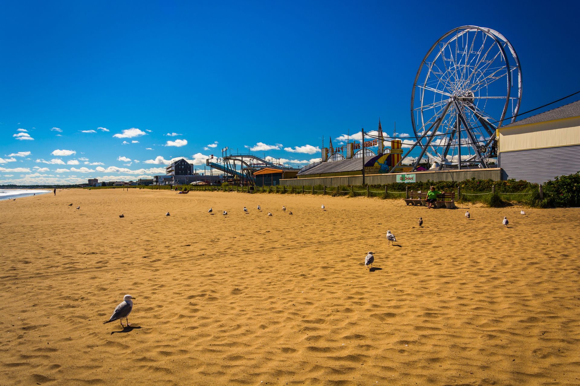 A seagull is standing on a sandy beach next to a ferris wheel.
