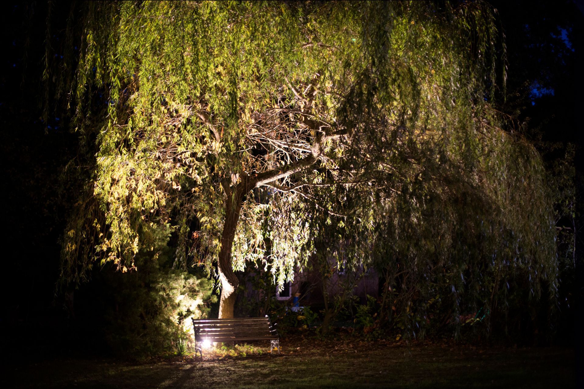 A weeping willow tree lit at night, casting shadows on a park bench.