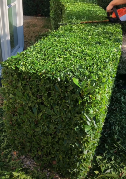 Hedge Trimming | Hedge Trimmer | Hedging and Pruning