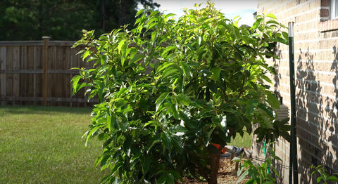 Tree Pruning Townsville | Tree Pruner | Gardener