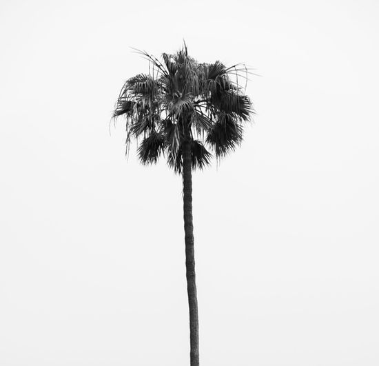 A black and white photo of a palm tree against a white background.