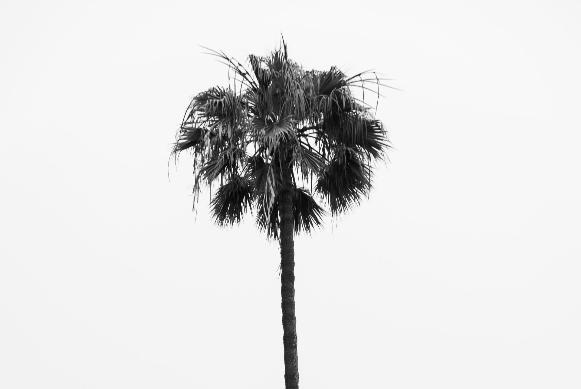 A black and white photo of a palm tree against a white background.