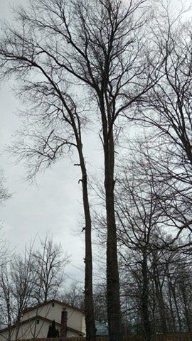 Falling Tree — Columbus, OH —  JJs Family Tree Service, LLC
