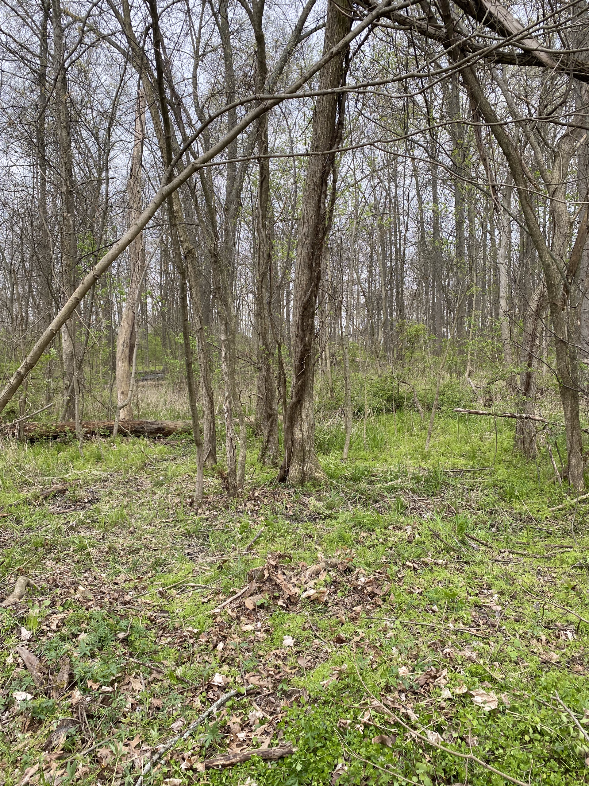 Stump Removal — Columbus, OH —  JJs Family Tree Service, LLC