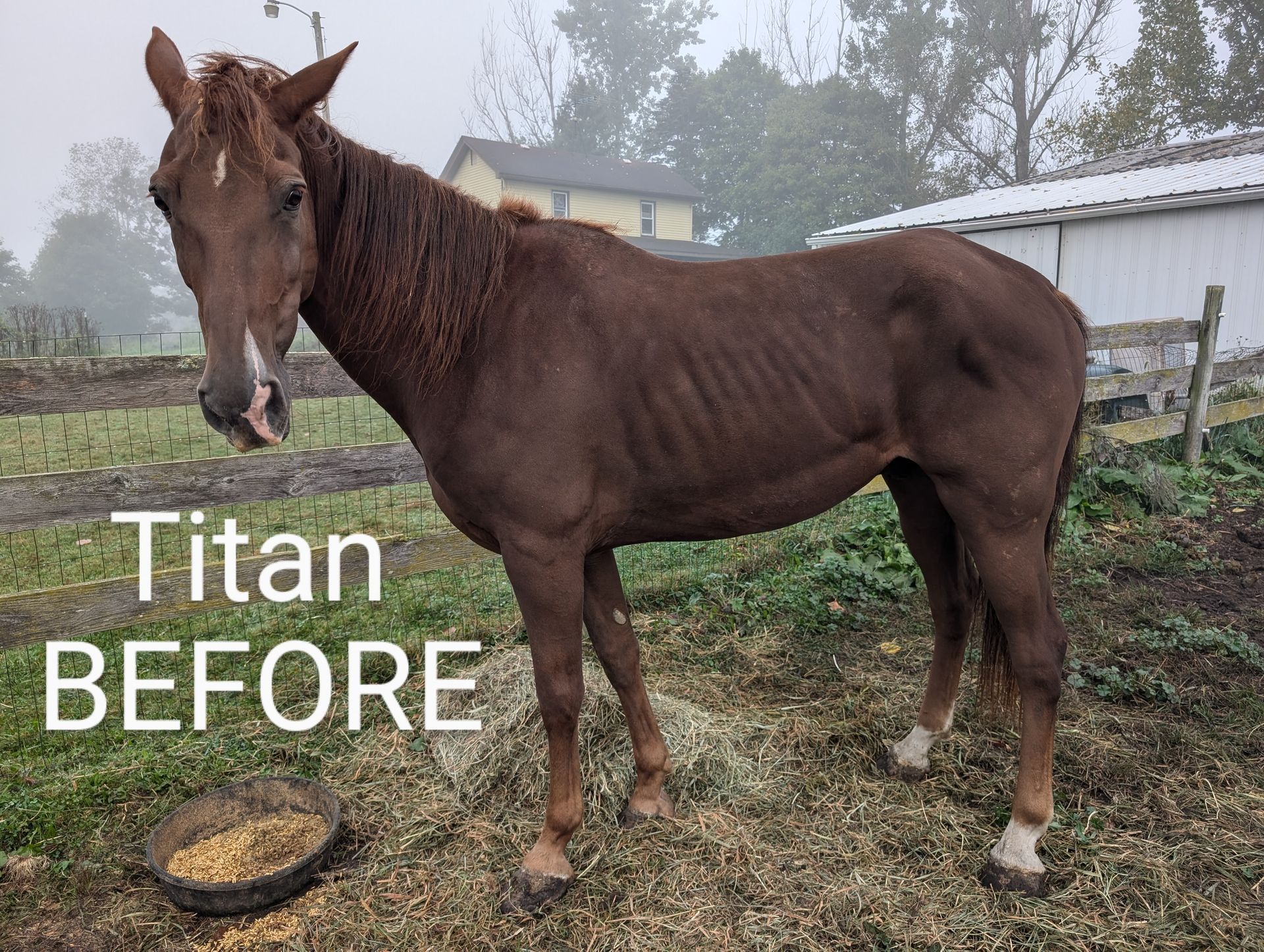 A malnourished brown horse named Titan stands outside with visible ribs.