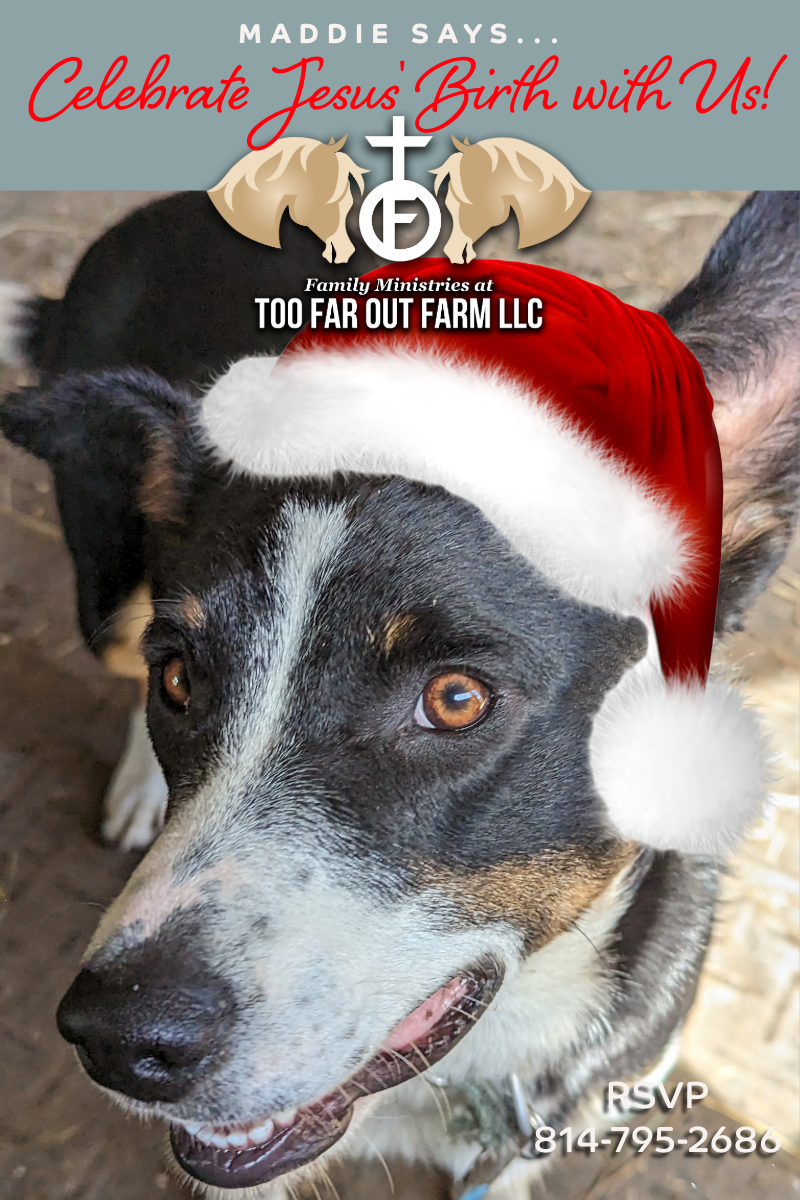A black and white dog wearing a santa hat