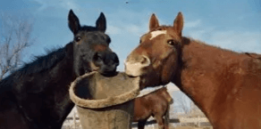 DONATE & provide FREE horsemanship opportunities to families.