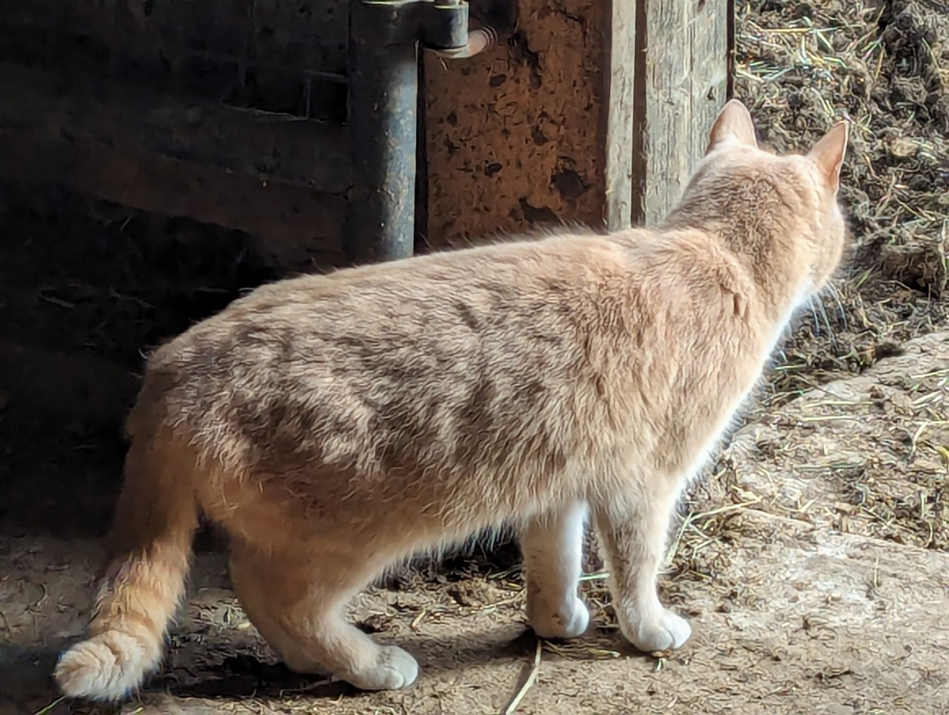 A cat is standing in the dirt in front of a wooden fence.
