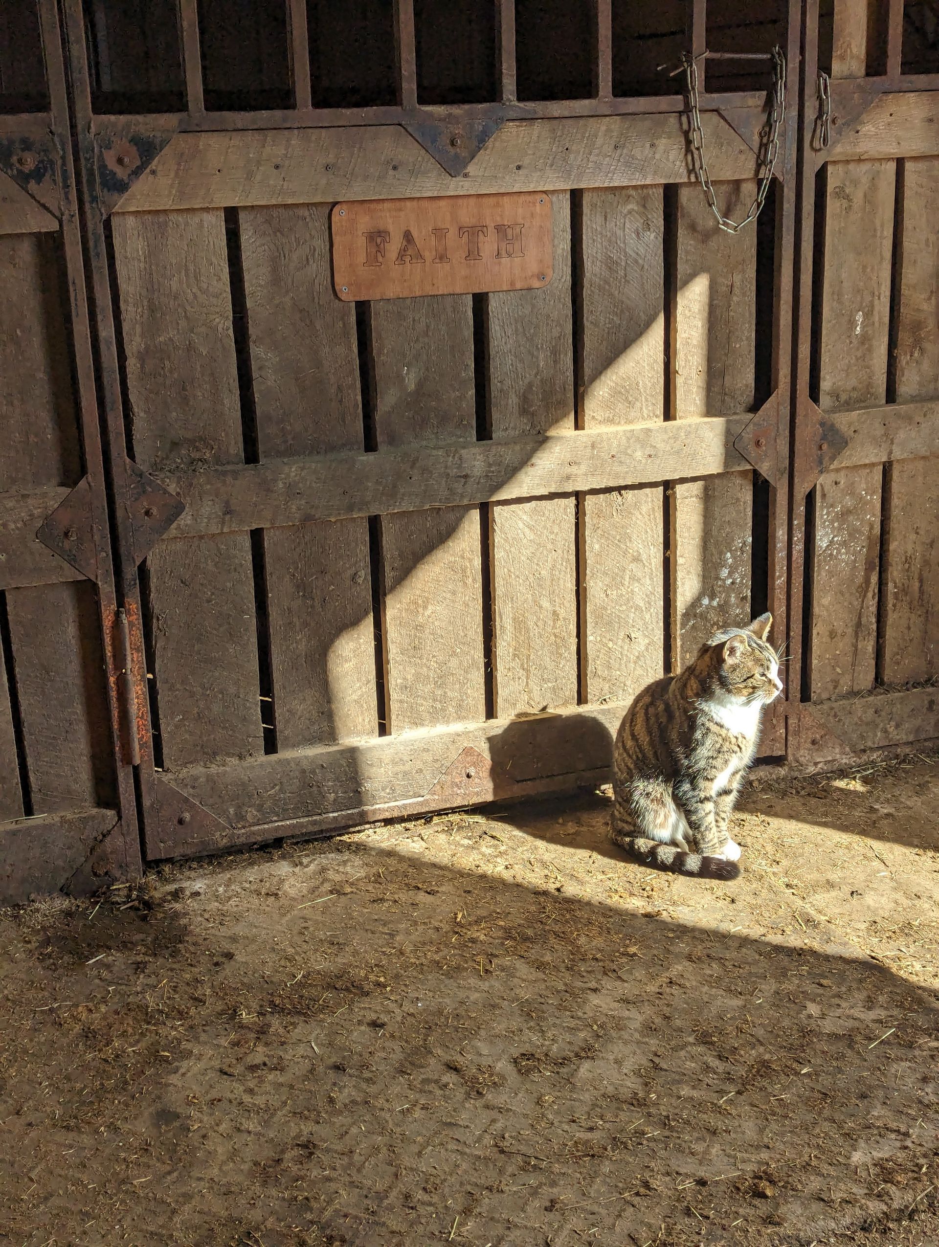 A cat is sitting in front of a wooden door that says faith