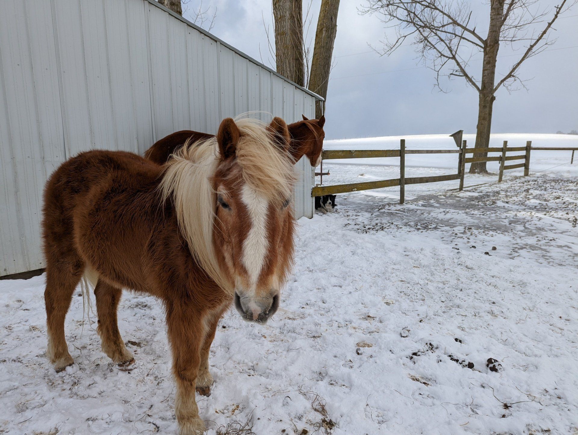 Brown and white pony stands in snow near a white shed and a fence.