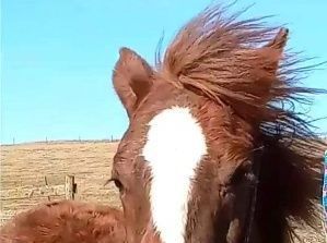 A brown horse with a white spot on its forehead is standing in a field.