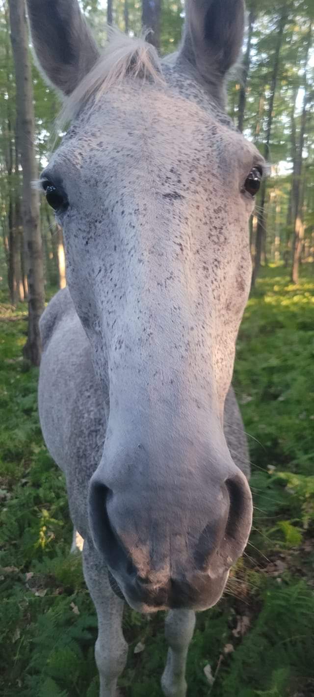 Glitter the TB/Morgan horse