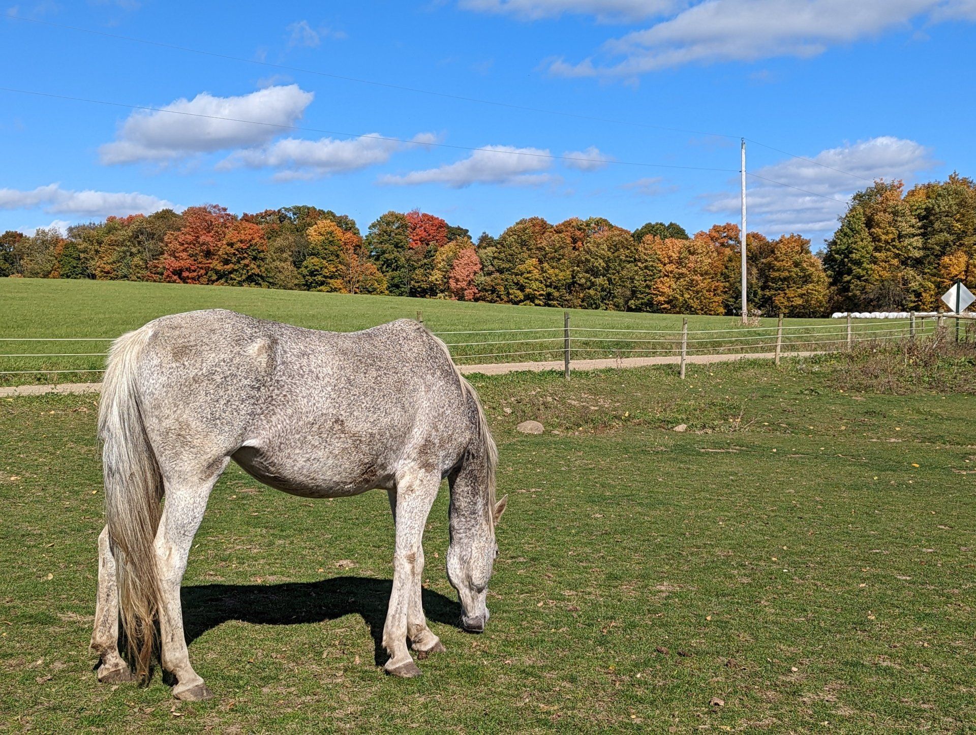A horse is grazing in a field with trees in the background.