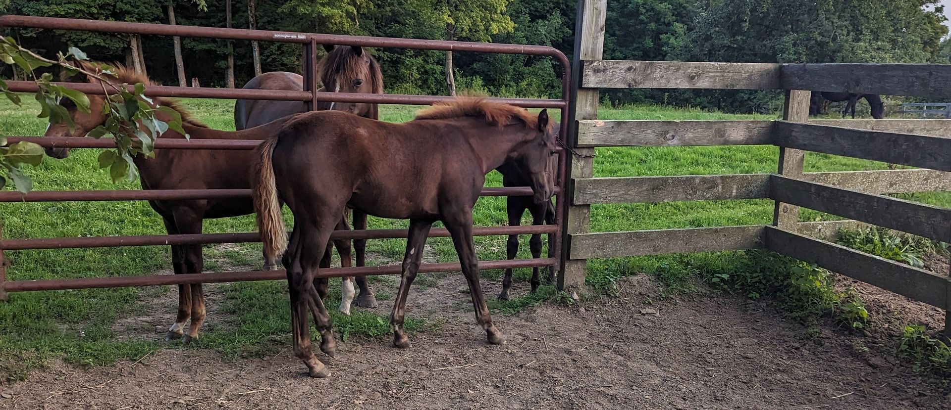 Two foals and a grown mare on opposite sides of a gate