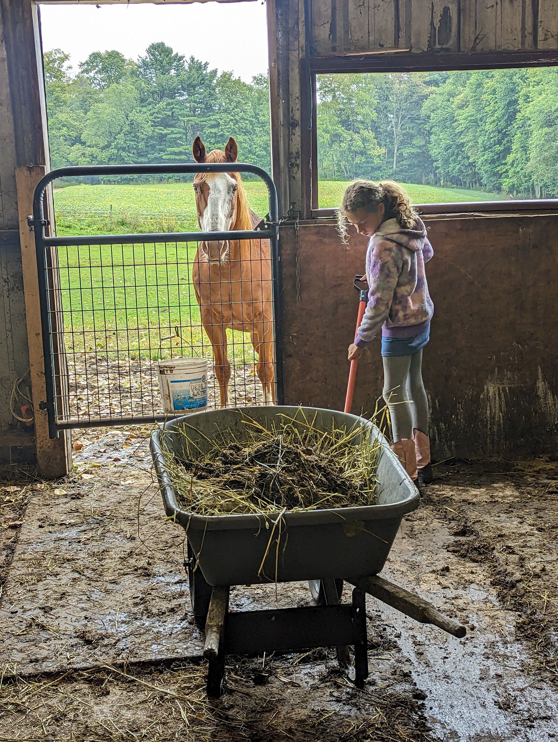 A little girl is cleaning a horse barn with a wheelbarrow, while horse watches.