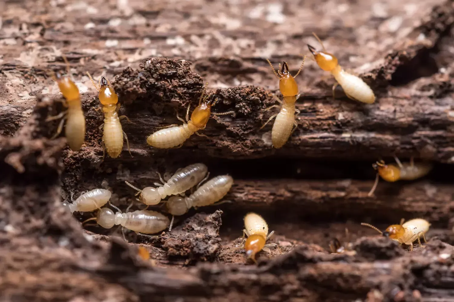 Un groupe de termites rampe sur un morceau de bois.