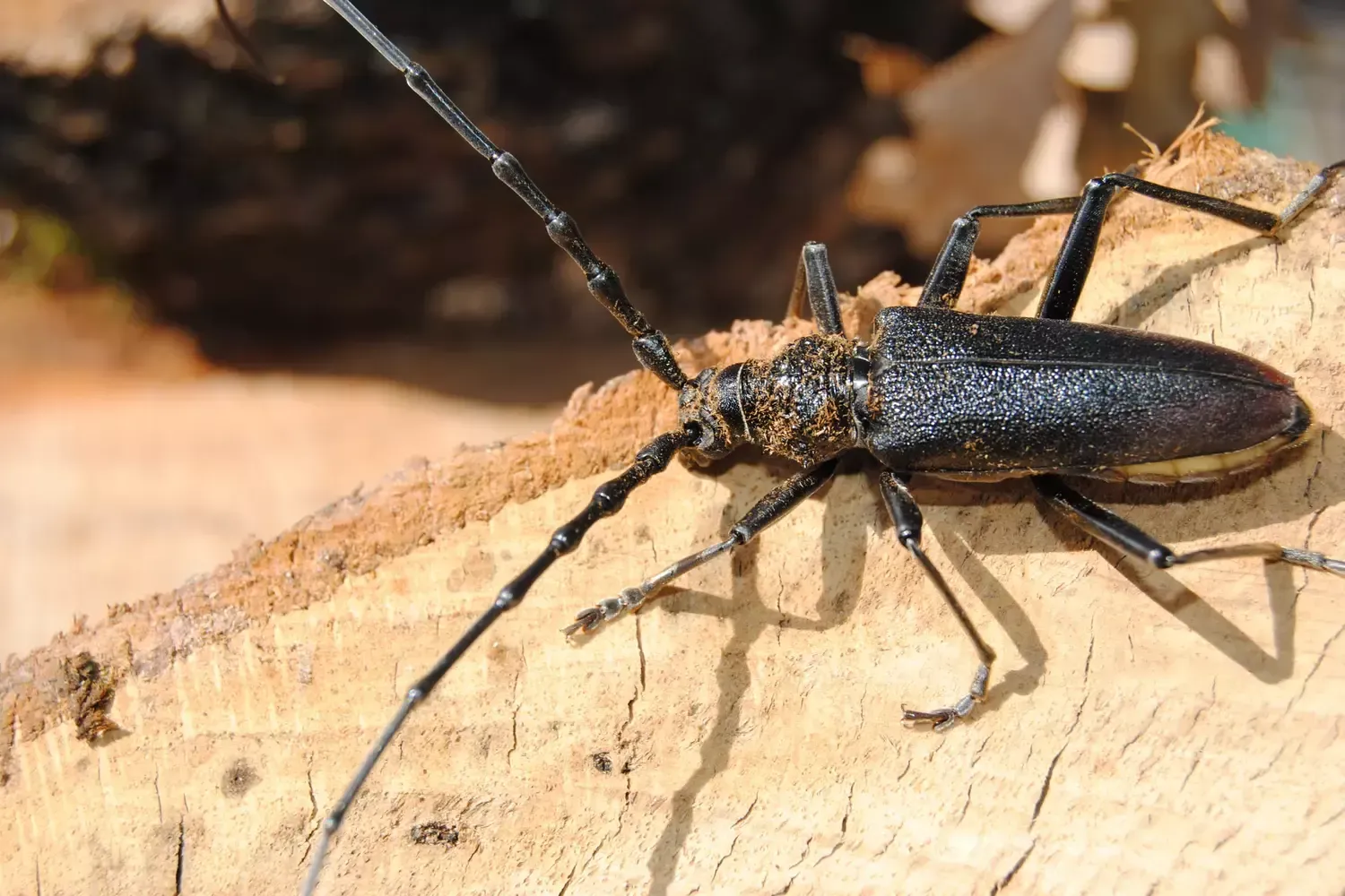 Un insecte noir aux longues pattes est assis sur un morceau de bois.