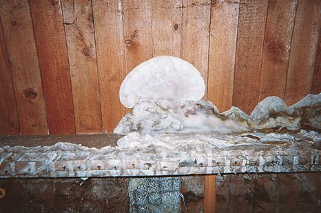 Un champignon pousse sur un morceau de bois contre un mur en bois.