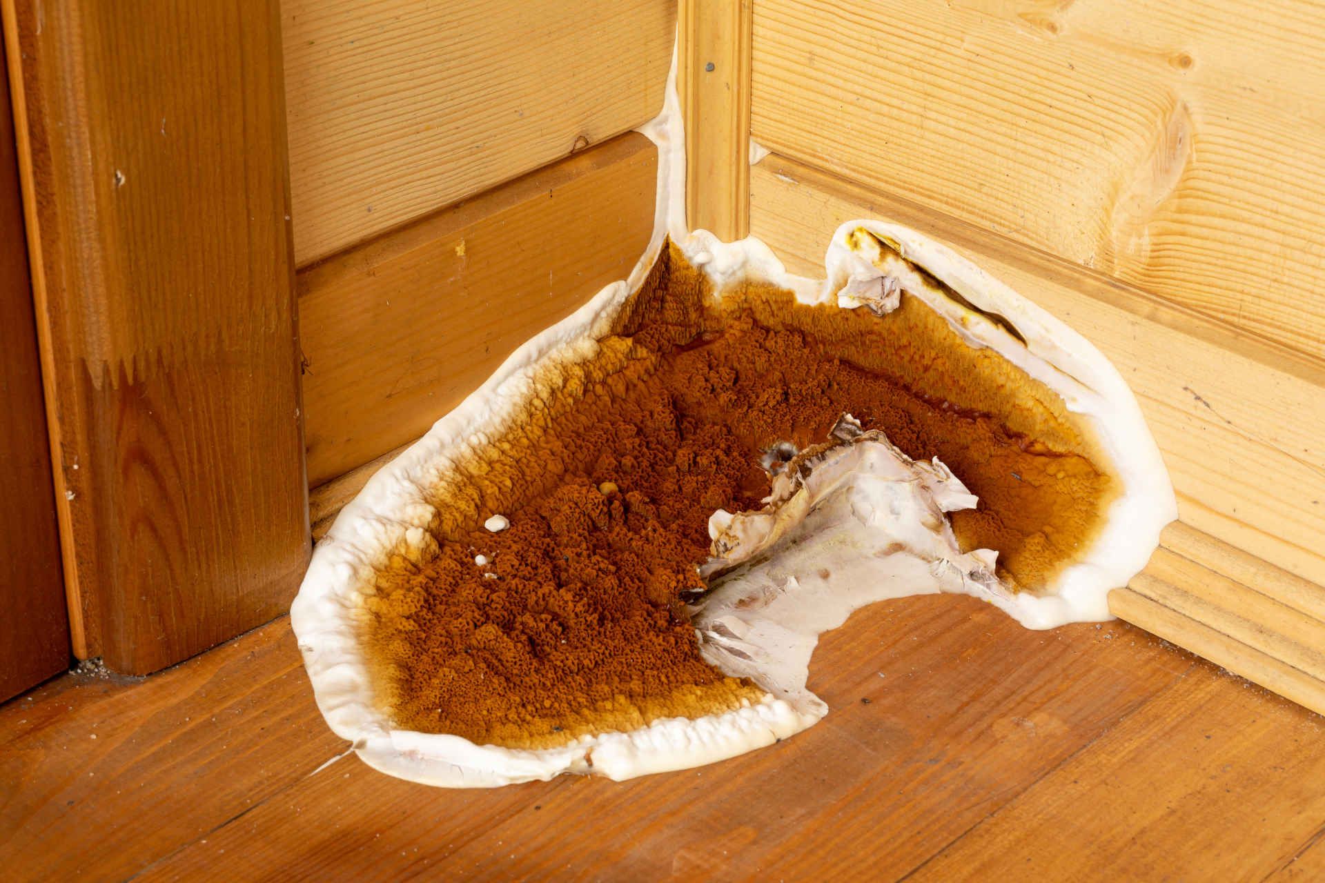 Un morceau de champignon poussant sur un plancher en bois à côté d'une porte.