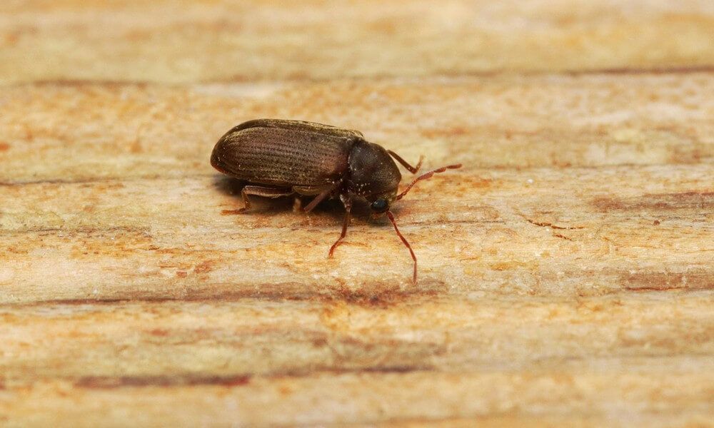 Un petit insecte brun est assis sur un morceau de bois.