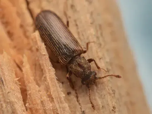 Un gros plan d'un scarabée sur un morceau de bois.