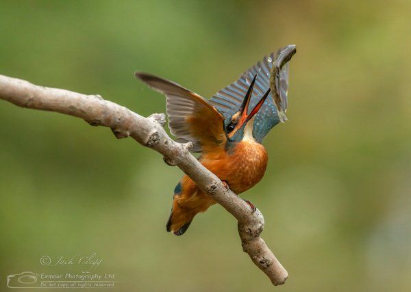 kingfisher hide