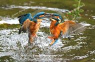 kingfisher hide somerset