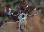 red deer exmoor