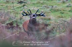 red deer exmoor