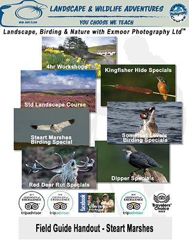 bird photography tuition