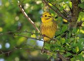 yellowhammer