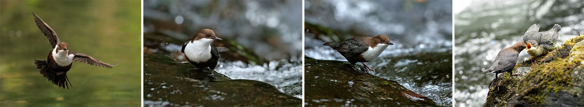 dipper photography