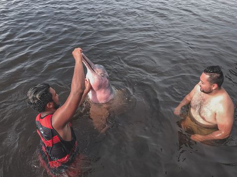 Pink Dolphins amazon jungle exploration