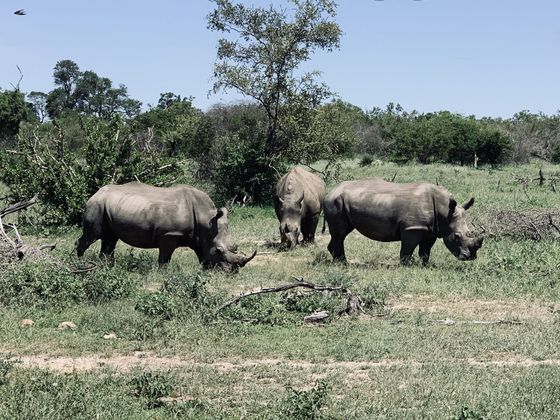Rhino Rhinos safari kruger park white rhinos
