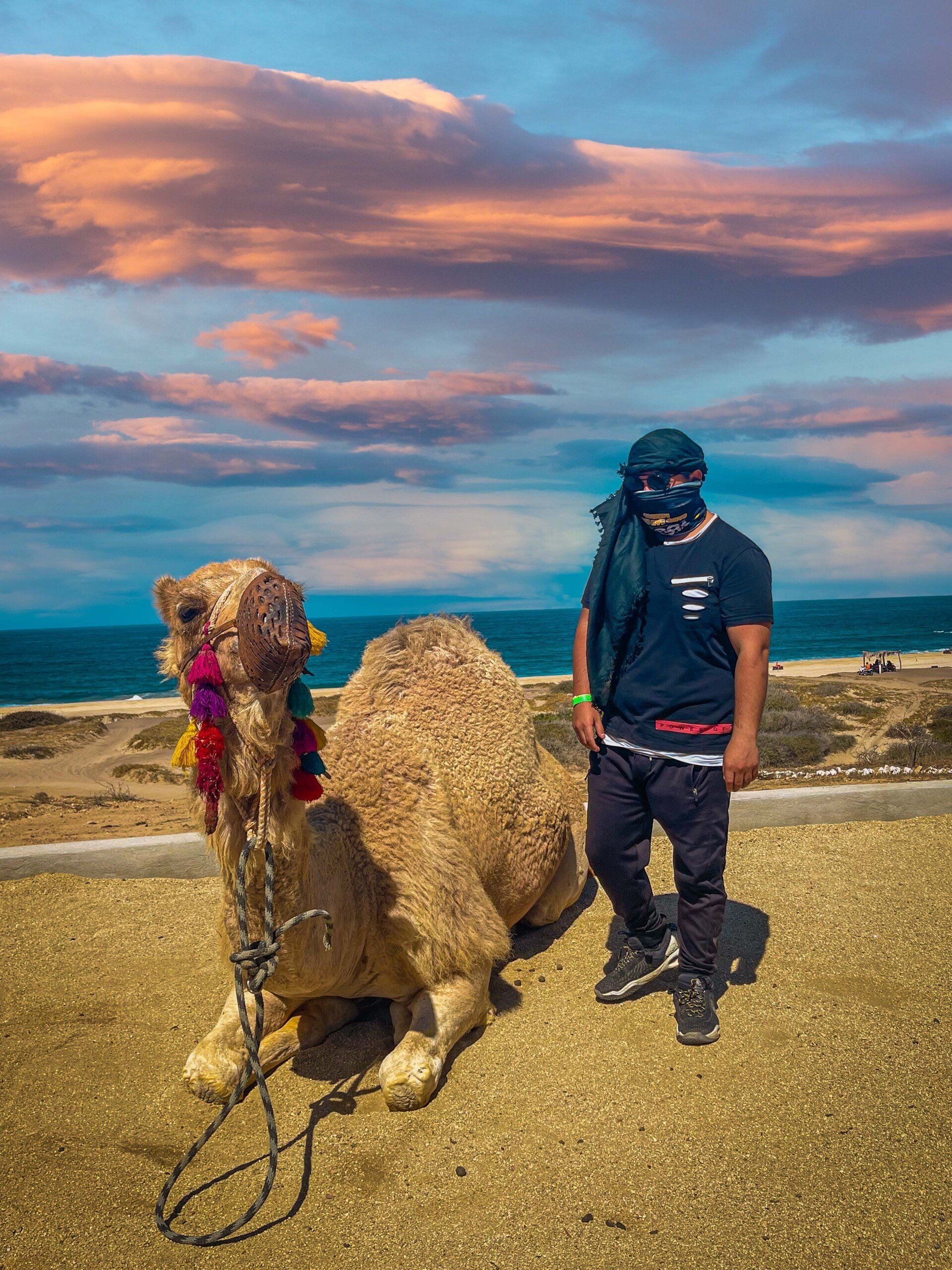 Camels in mexico cabo