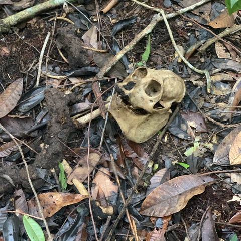 monkey skull