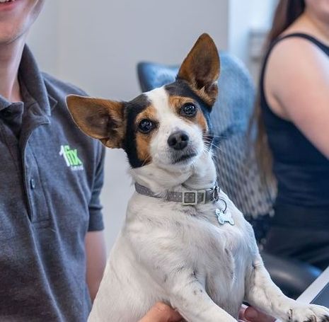 A small dog is standing in the grass and smiling at the camera.