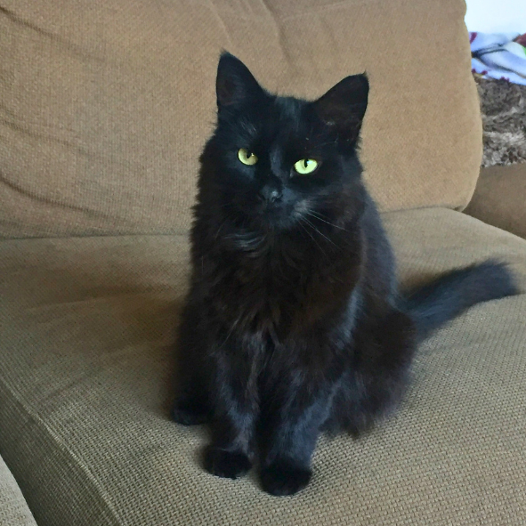 A black cat with green eyes is sitting on a chair