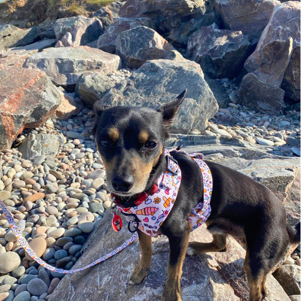 A small dog wearing a harness and bandana is standing on a rocky beach.