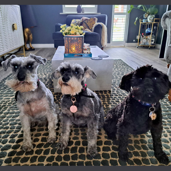 Three small dogs are sitting on a rug in a living room.