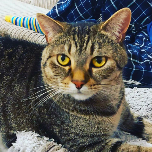 A close up of a cat with yellow eyes